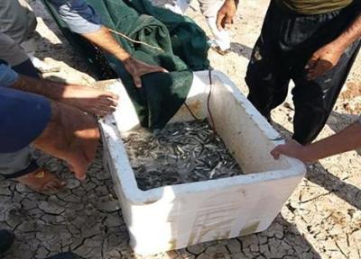 هزاران بچه ماهی گرفتار در رودخانه مهاباد نجات یافتند