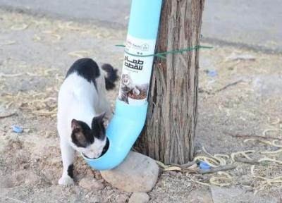 ابتکار جالب جوانان عربستانی برای مراقبت از گربه های خیابانی