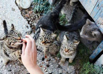 چگونه باید با گربه های خیابانی و حیوانات شهری برخورد کنیم؟
