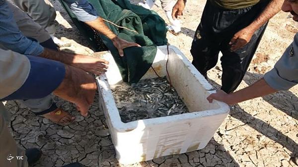 هزاران بچه ماهی گرفتار در رودخانه مهاباد نجات یافتند