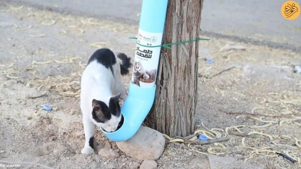 ابتکار جالب جوانان عربستانی برای مراقبت از گربه های خیابانی
