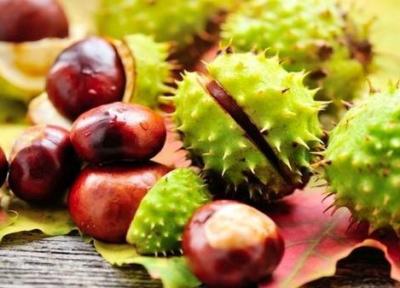 معجزه شاه بلوط در سلامت عروق